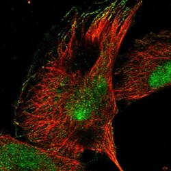 RPP30 Antibody, Novus Biologicals:Antibodies:Primary Antibodies